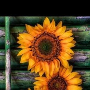 Meet your Posher, Jae